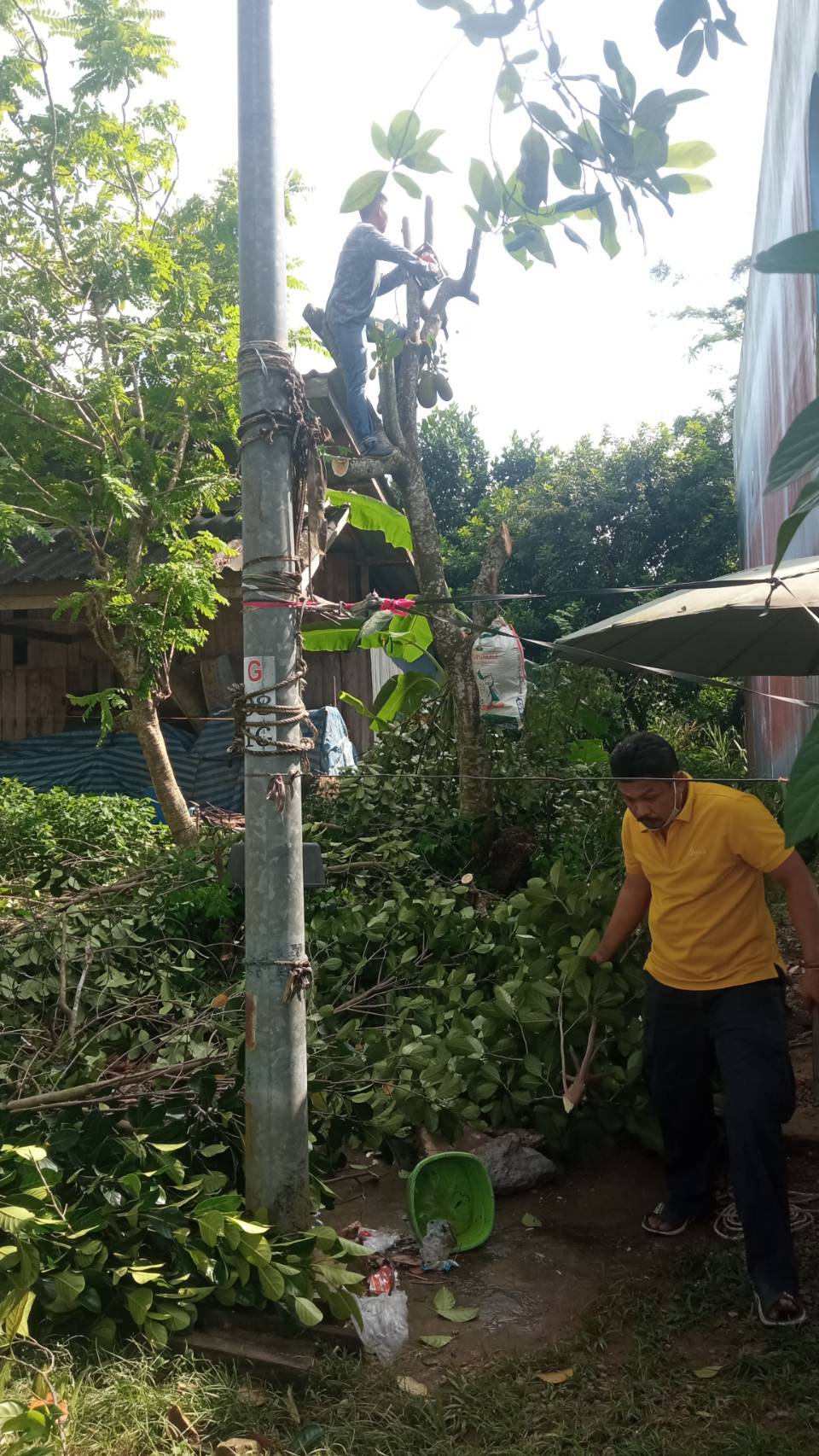 ตัด-แต่งกิ่งไม้ บริเวณชุมชนหัวควน