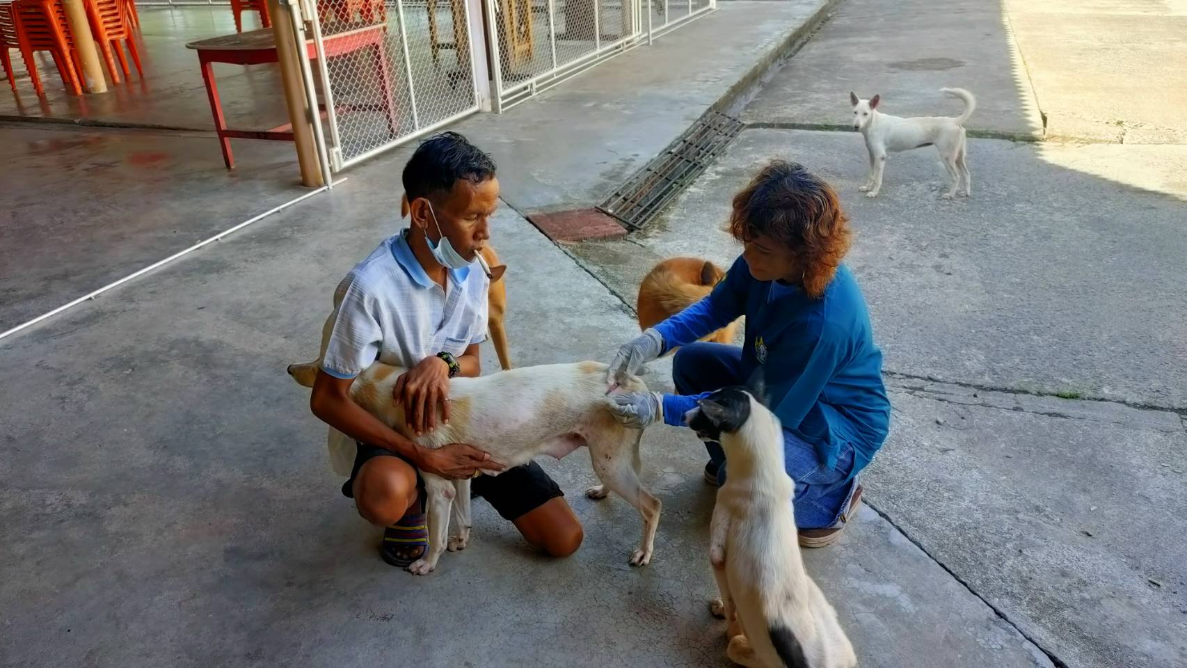 กองสาธารณสุข ร่วมกับปศุสัตว์ ฉีดวัคซีนพิษสุนัขบ้า
